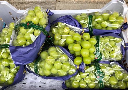 大連早市物價觀察 水果便宜桃子價低，海產品遇冷賣家稱鮮活無事