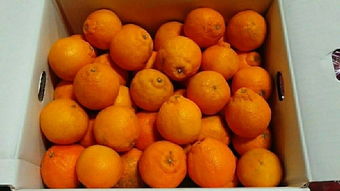 日本蔬菜代購指南 價格、二手市場與選購技巧